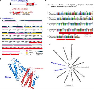 A Novel Salmonella Periplasmic Protein Controlling Cell Wall Homeostasis and Virulence